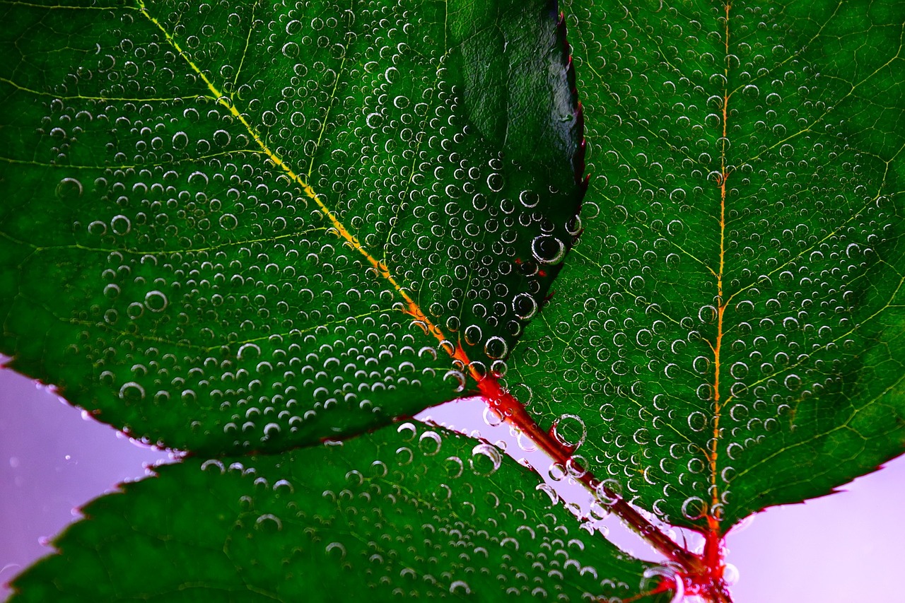 leaf drop of water green free photo