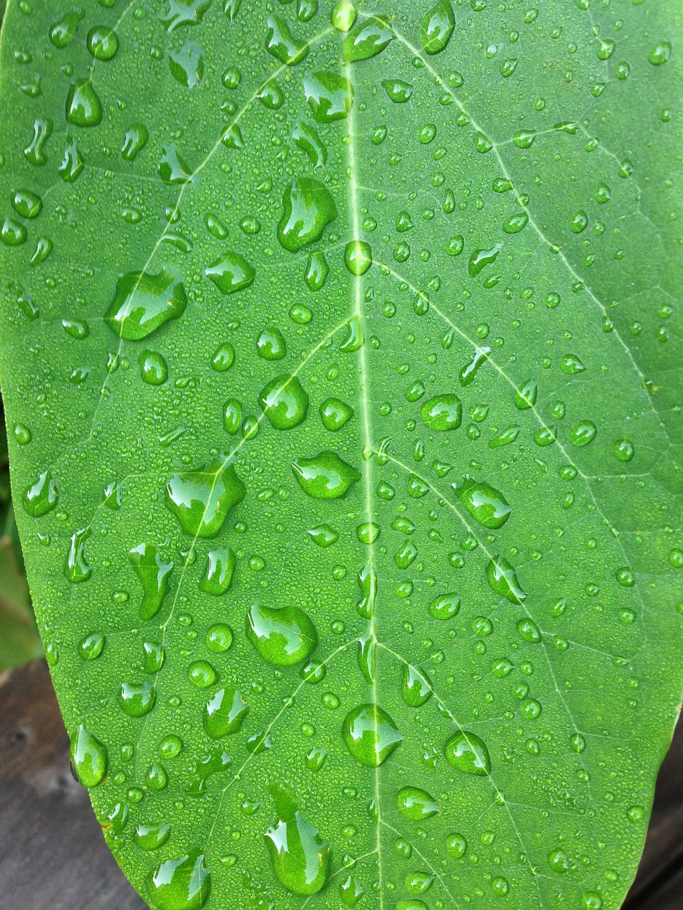 leaf green drop of water free photo