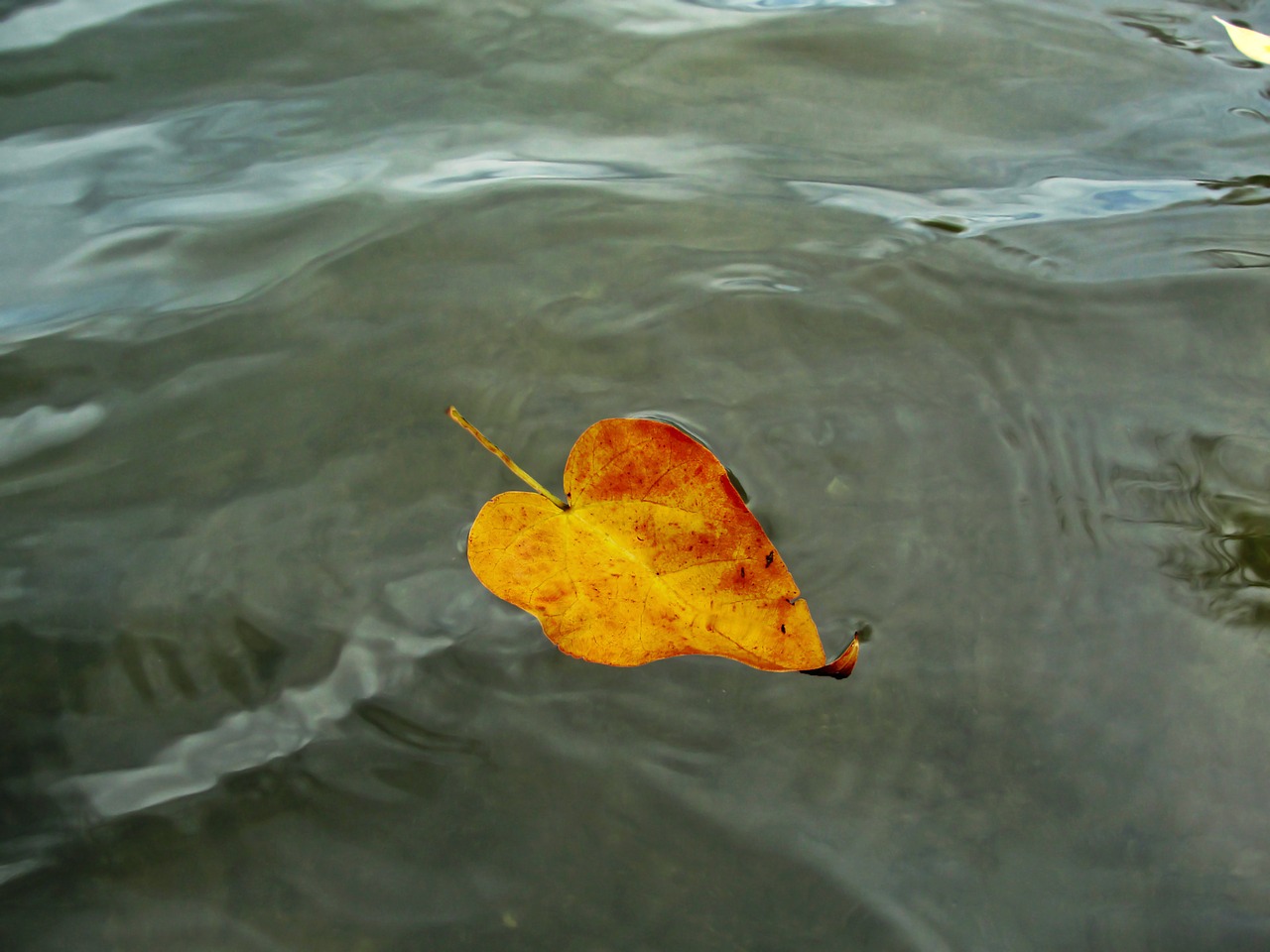 leaf autumn nature free photo