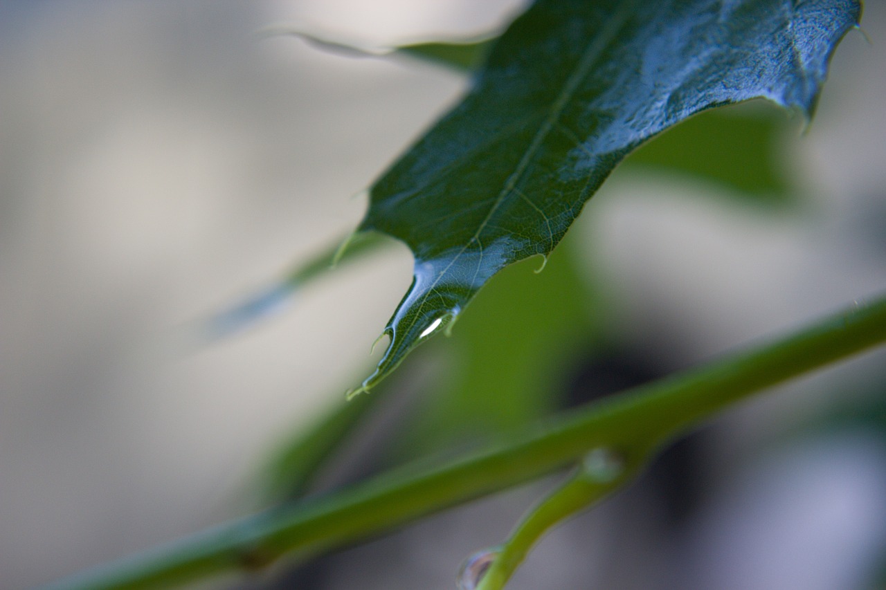 leaf leaves green free photo