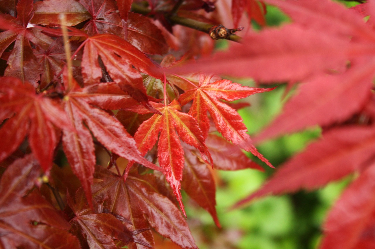 leaf maple red free photo