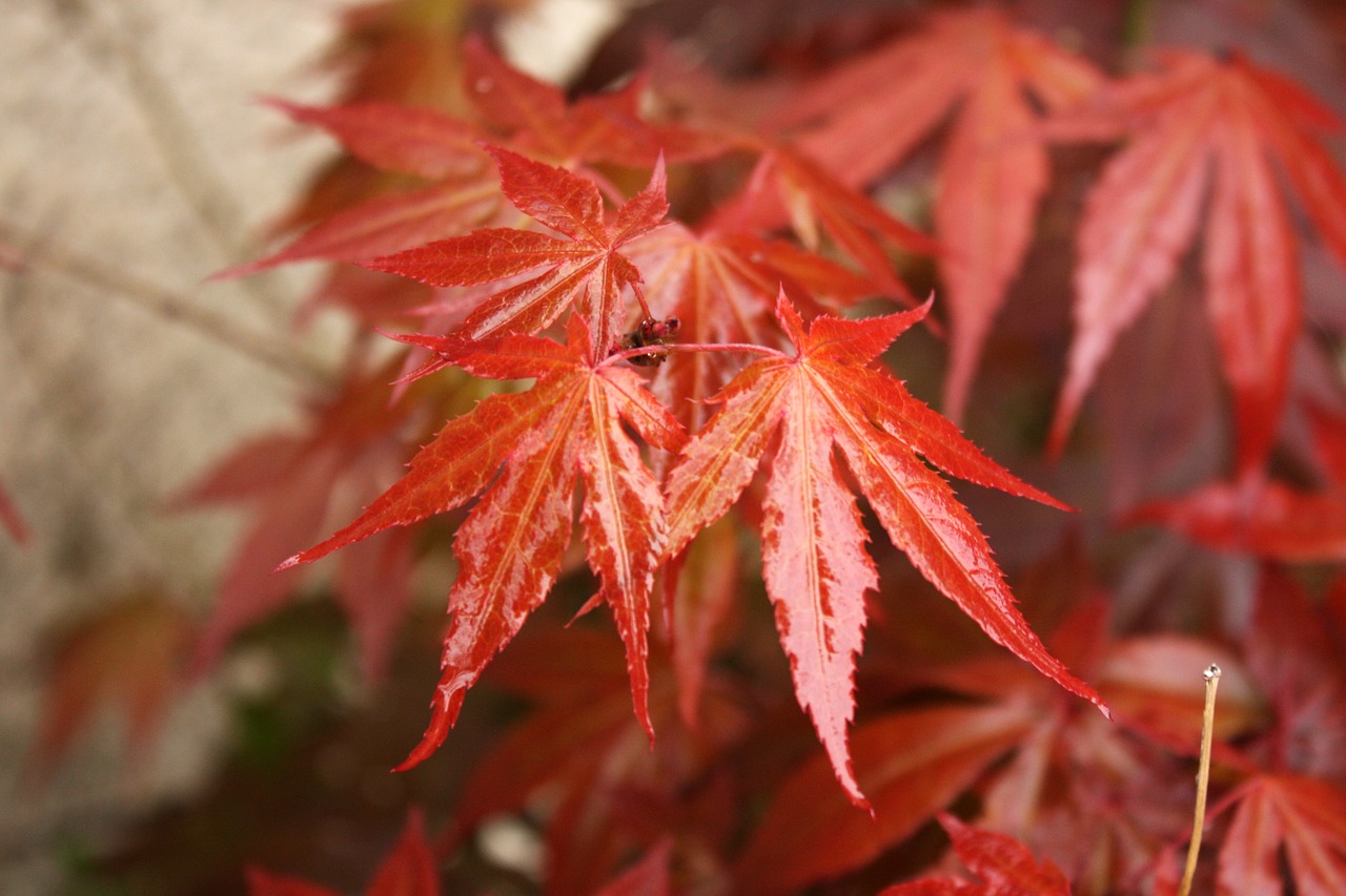 leaf maple red free photo