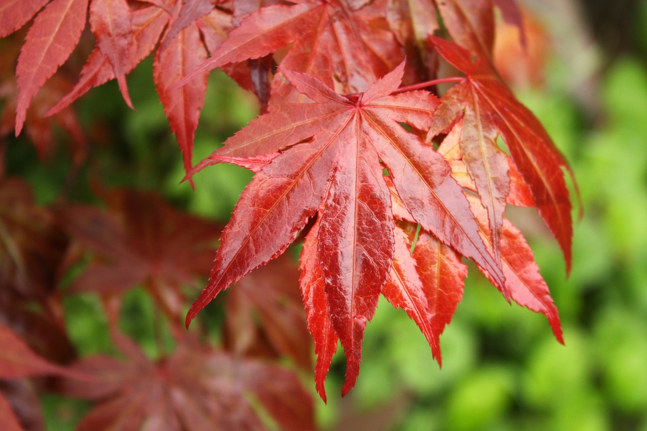 leaf maple red free photo