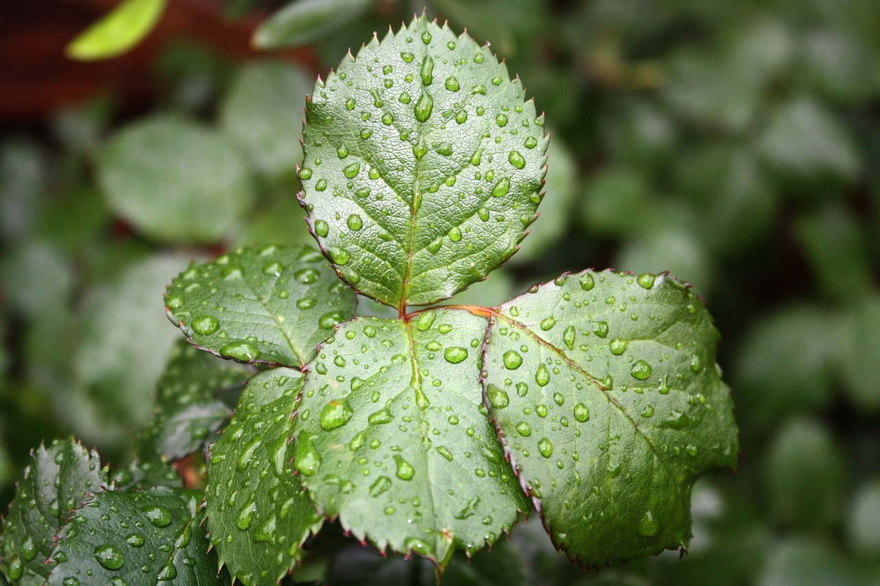 leaf rose leaf drop of water free photo