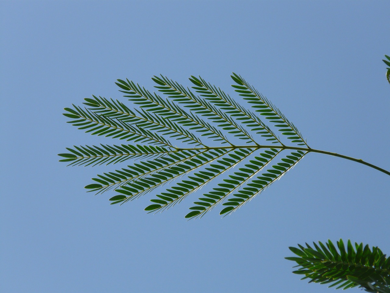 leaf wedel acacia free photo