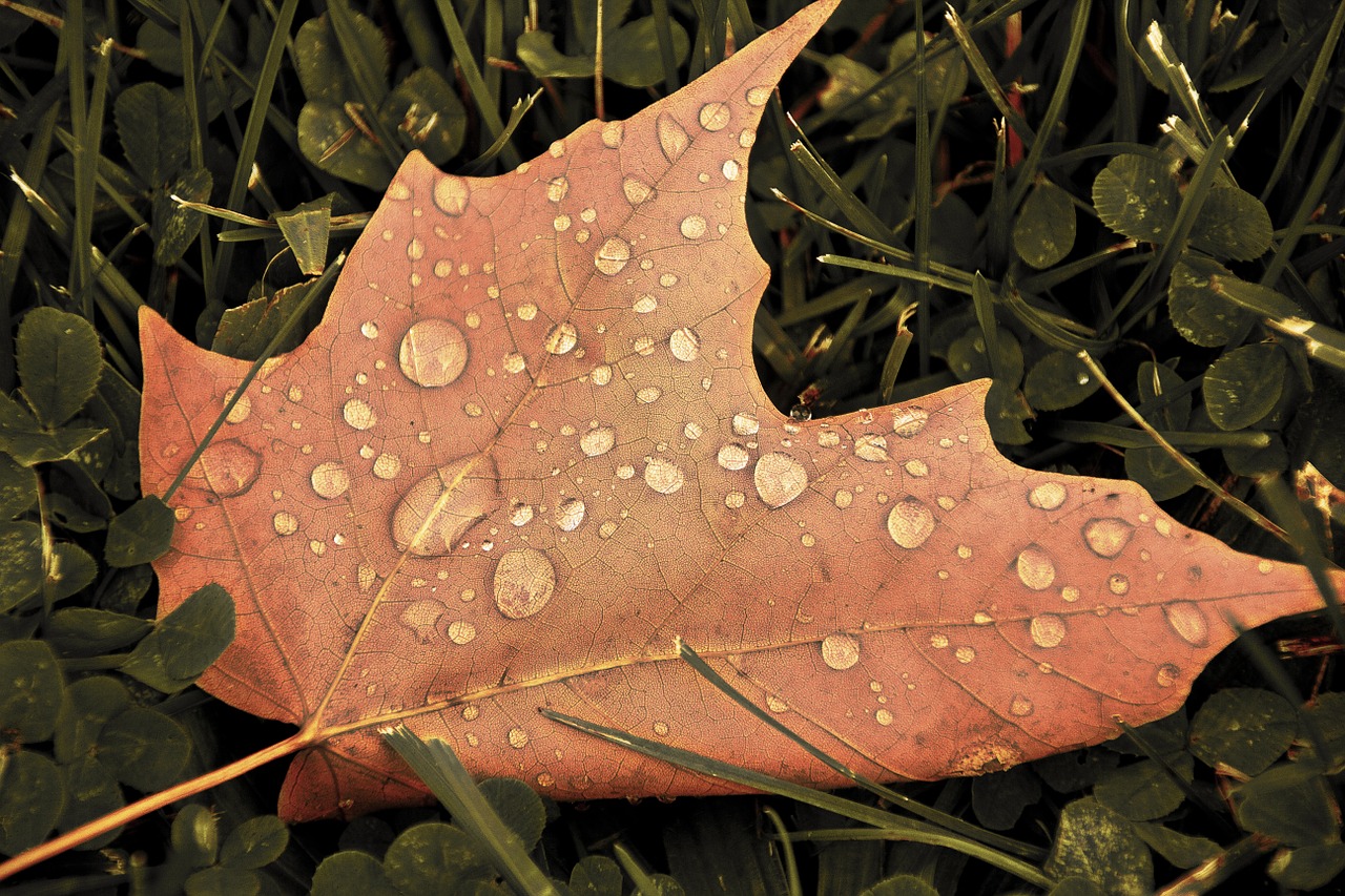 leaf fall autumn free photo