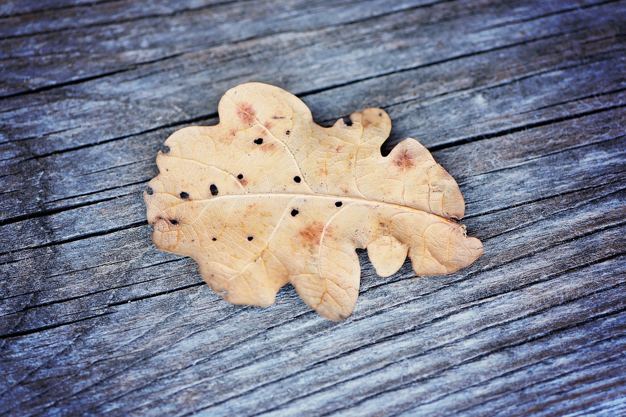 leaf oak leaf dried free photo