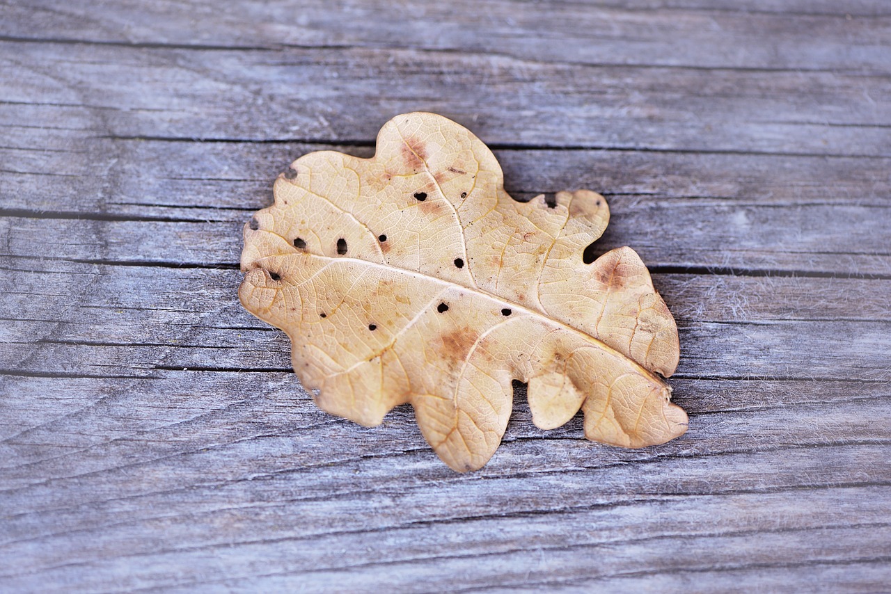 leaf dry leaves free photo