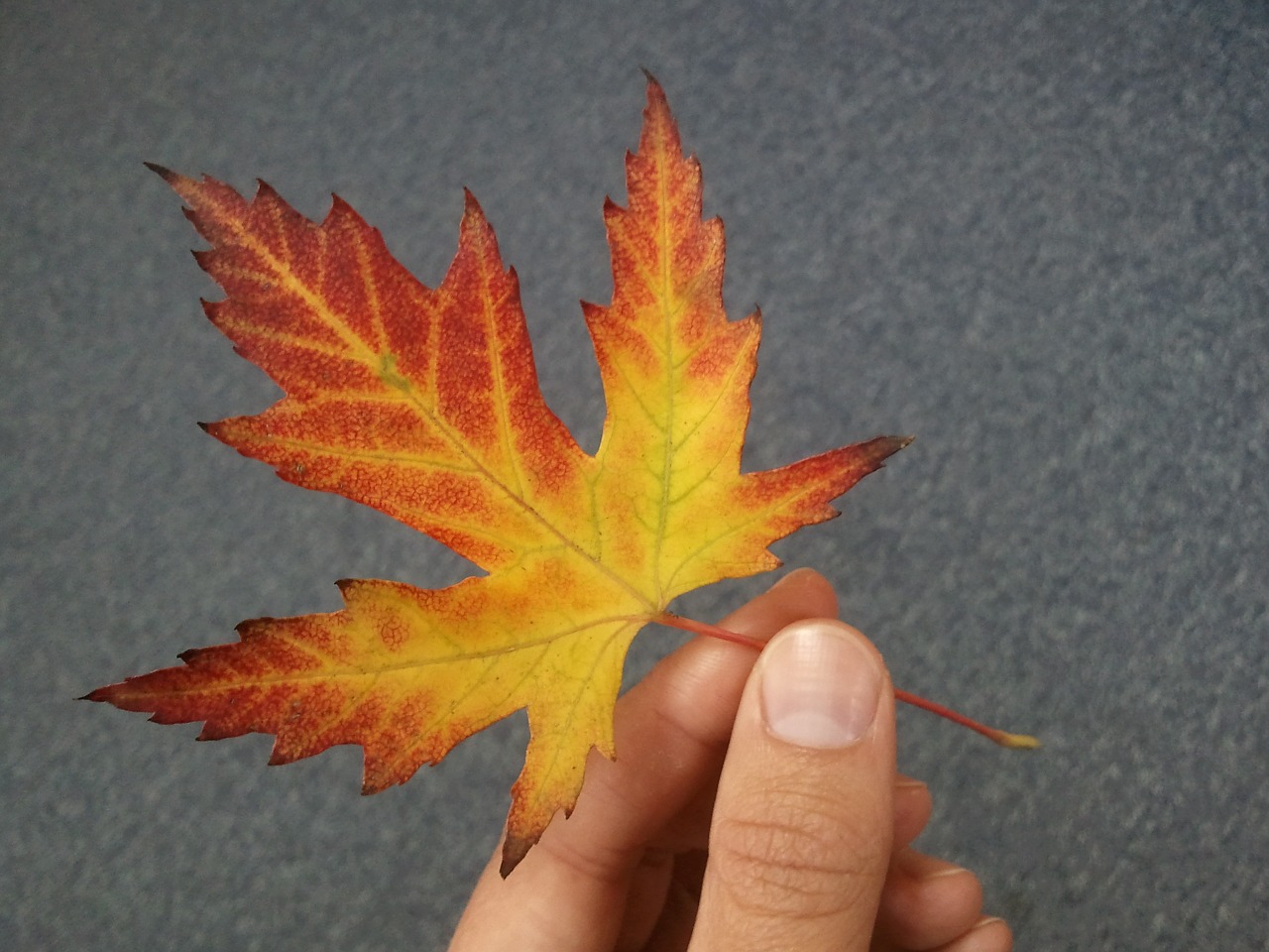 leaf the hand autumn free photo