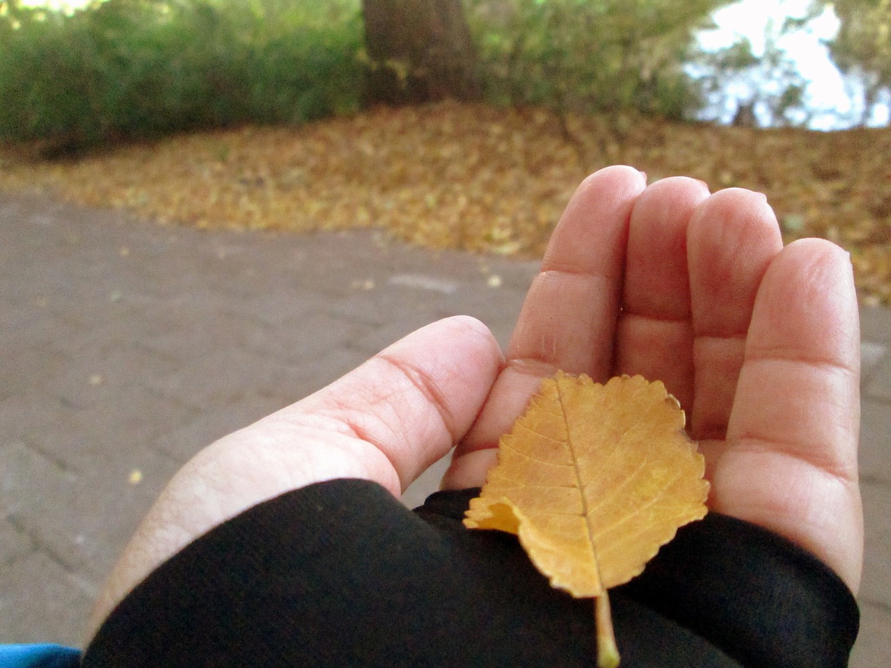 leaf autumn hand free photo