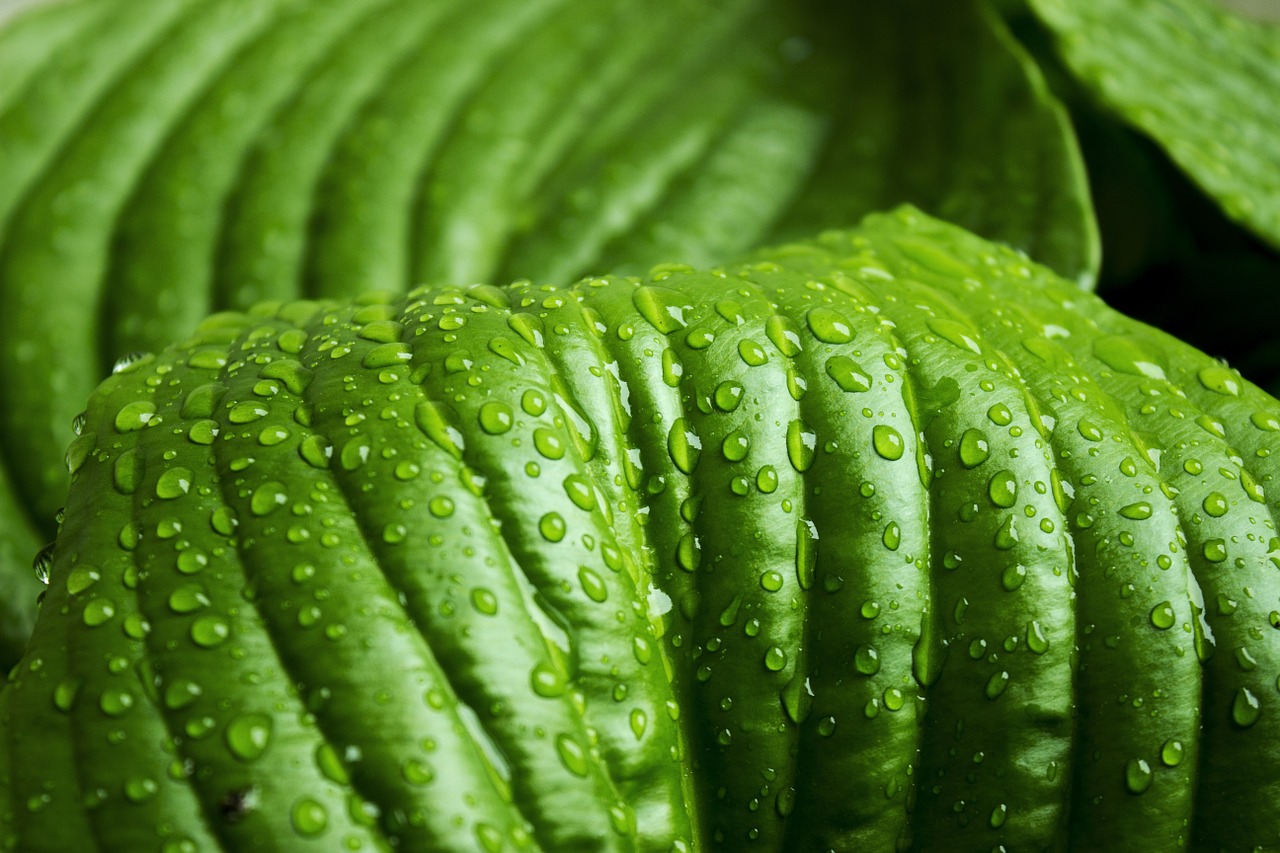 leaf green rain free photo