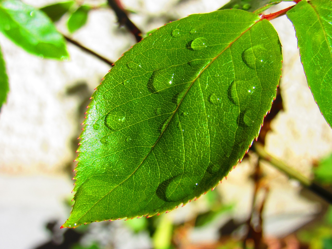 leaf drip rose free photo