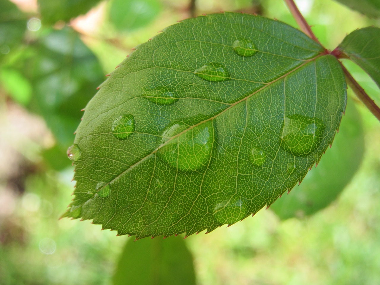 leaf drip rose free photo