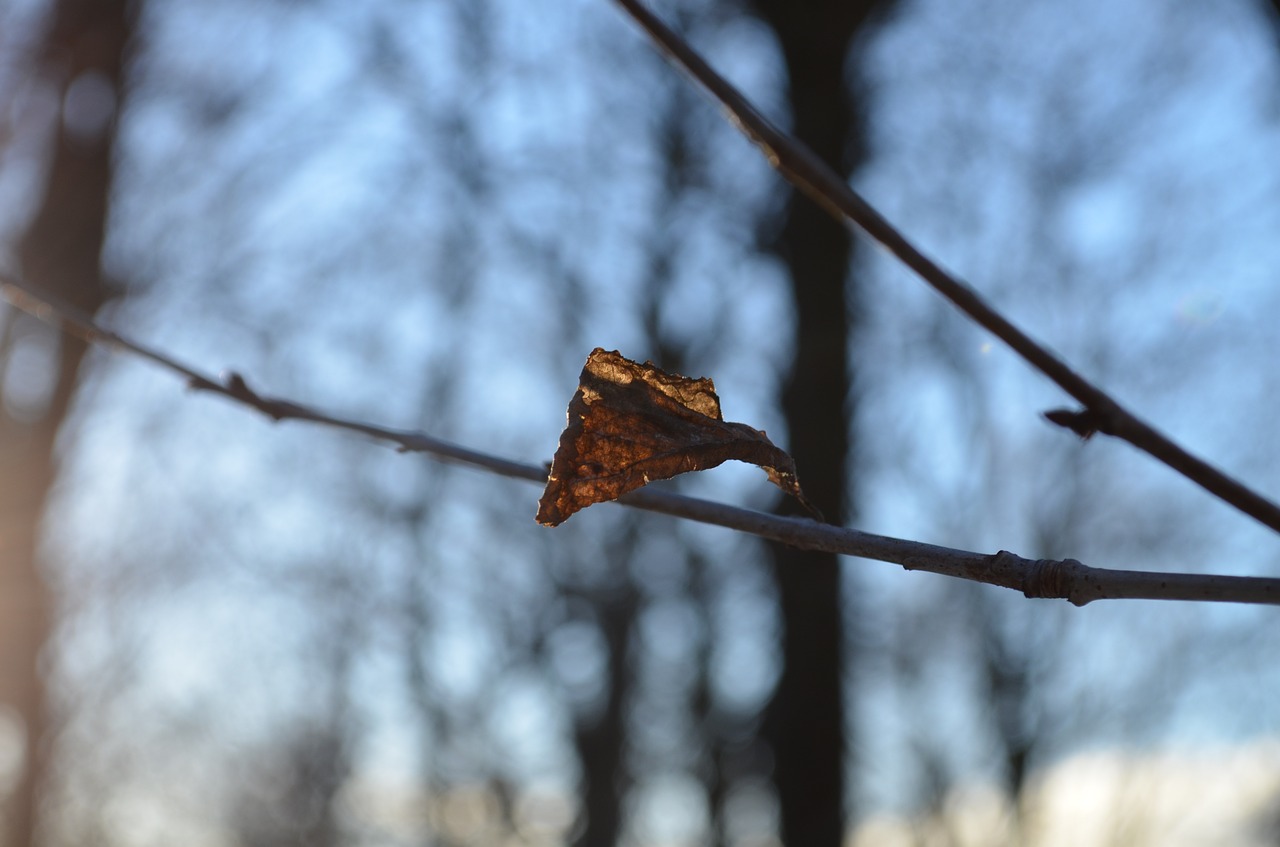 leaf alone tree free photo