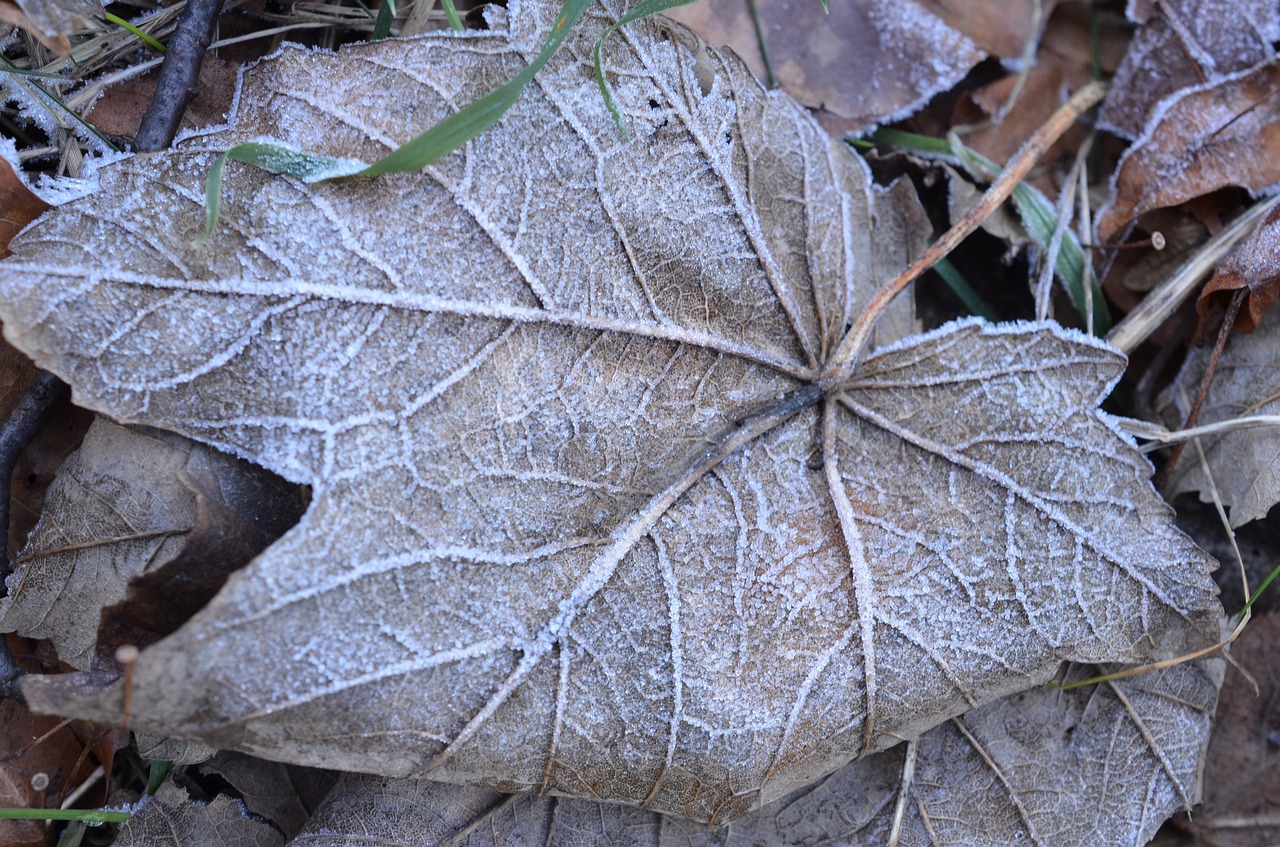 leaf winter frozen free photo