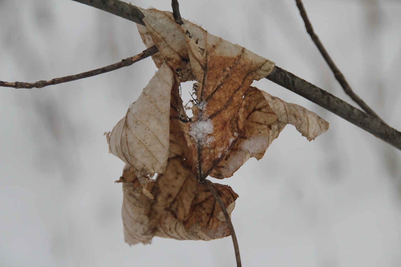 leaf winter snow free photo