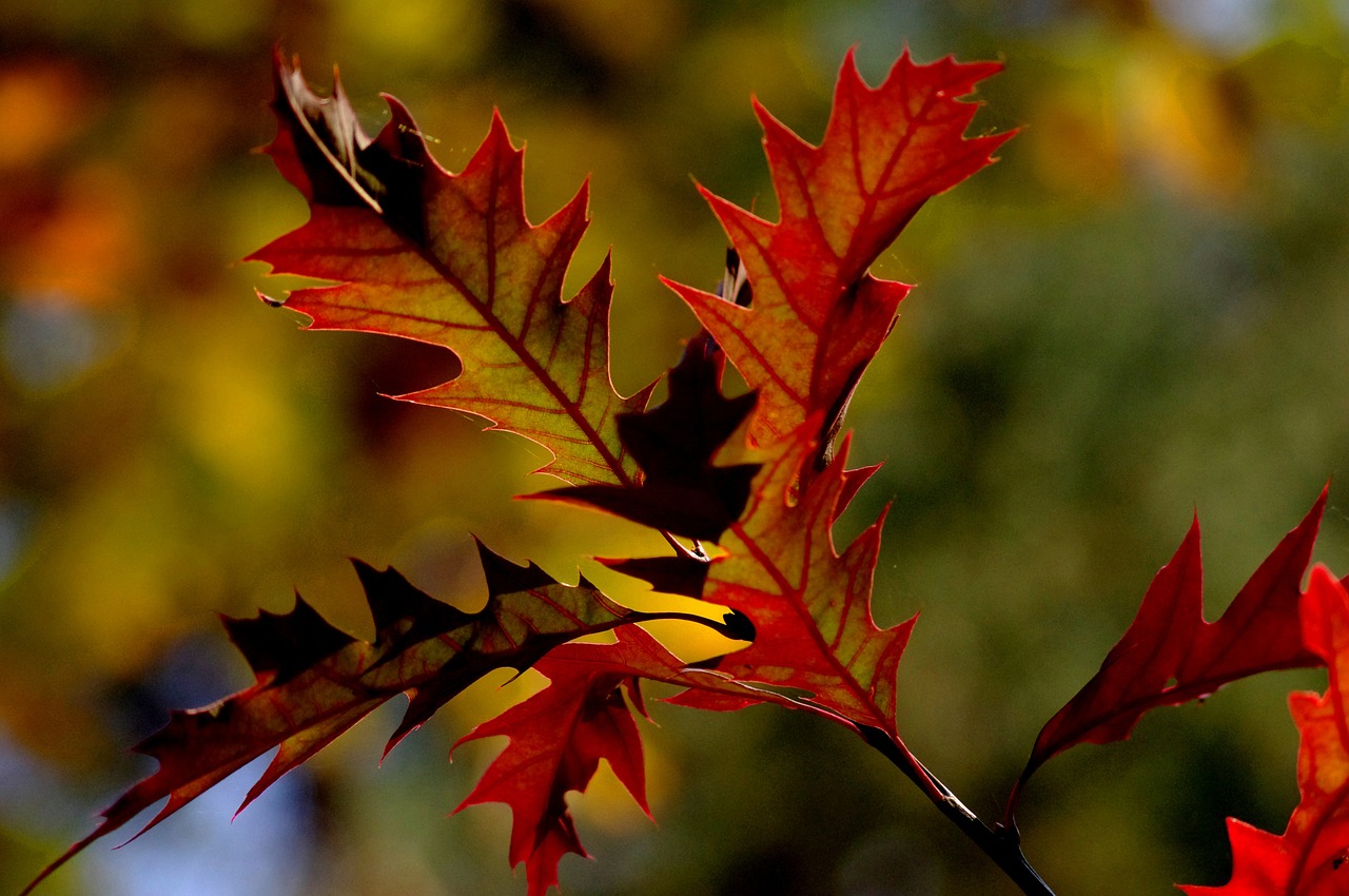 leaf autumn red free photo