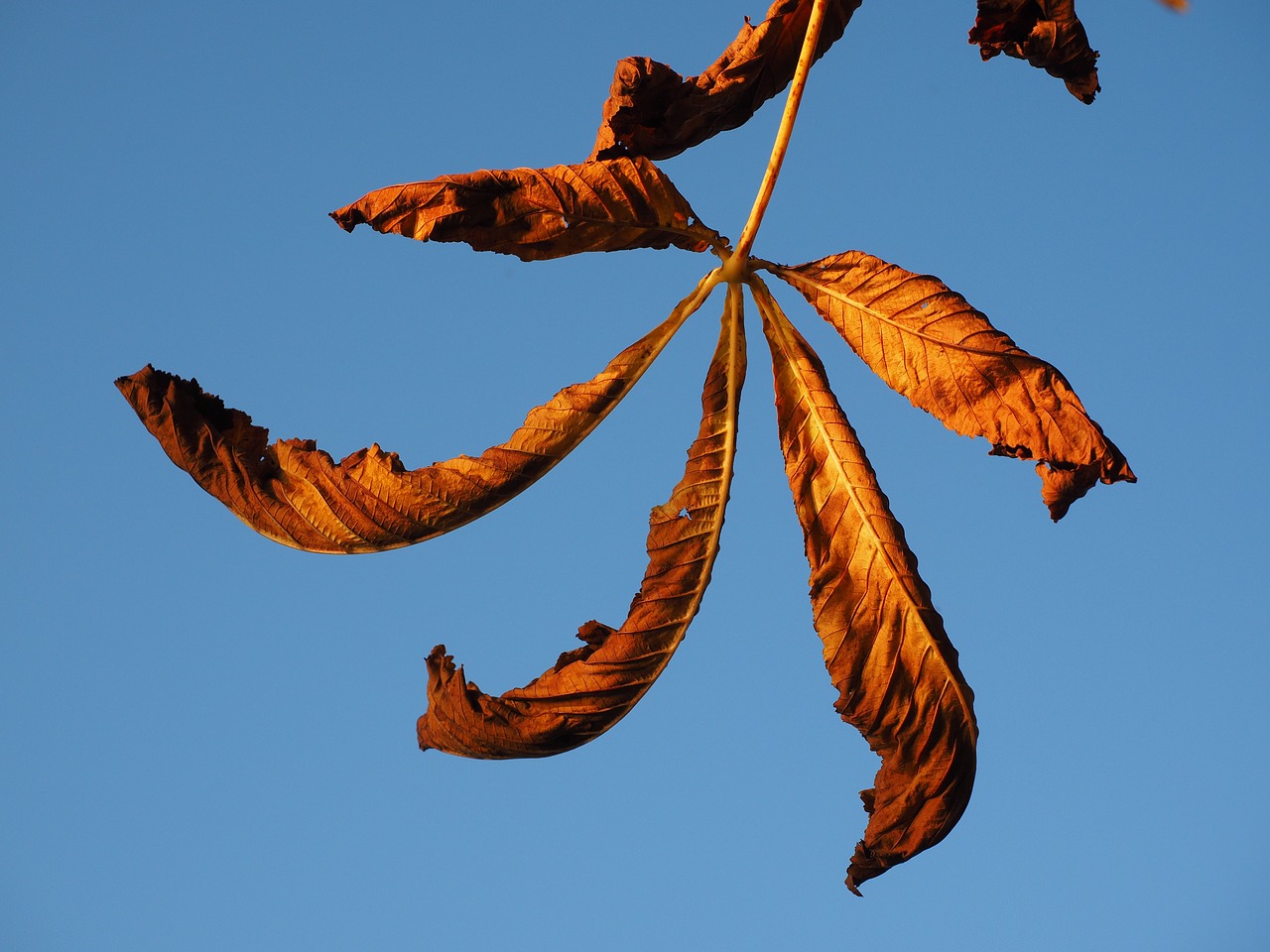 leaf chestnut fall foliage free photo