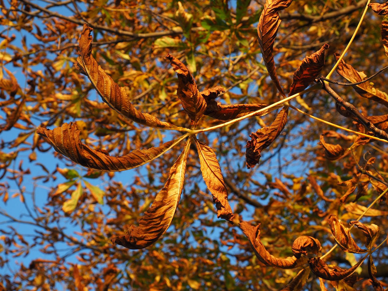 leaf chestnut fall foliage free photo