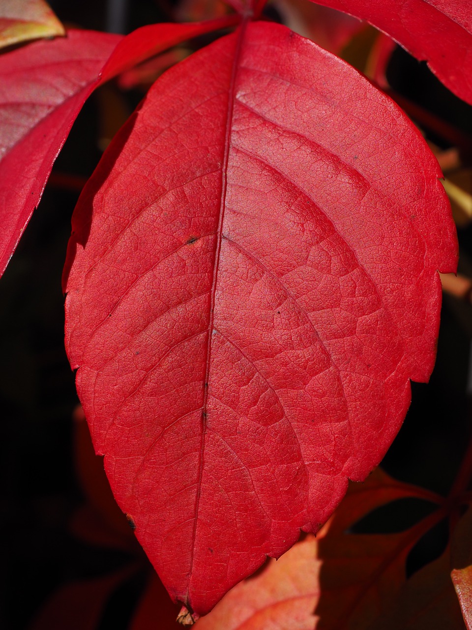 leaf red ordinary jungfernrebe free photo