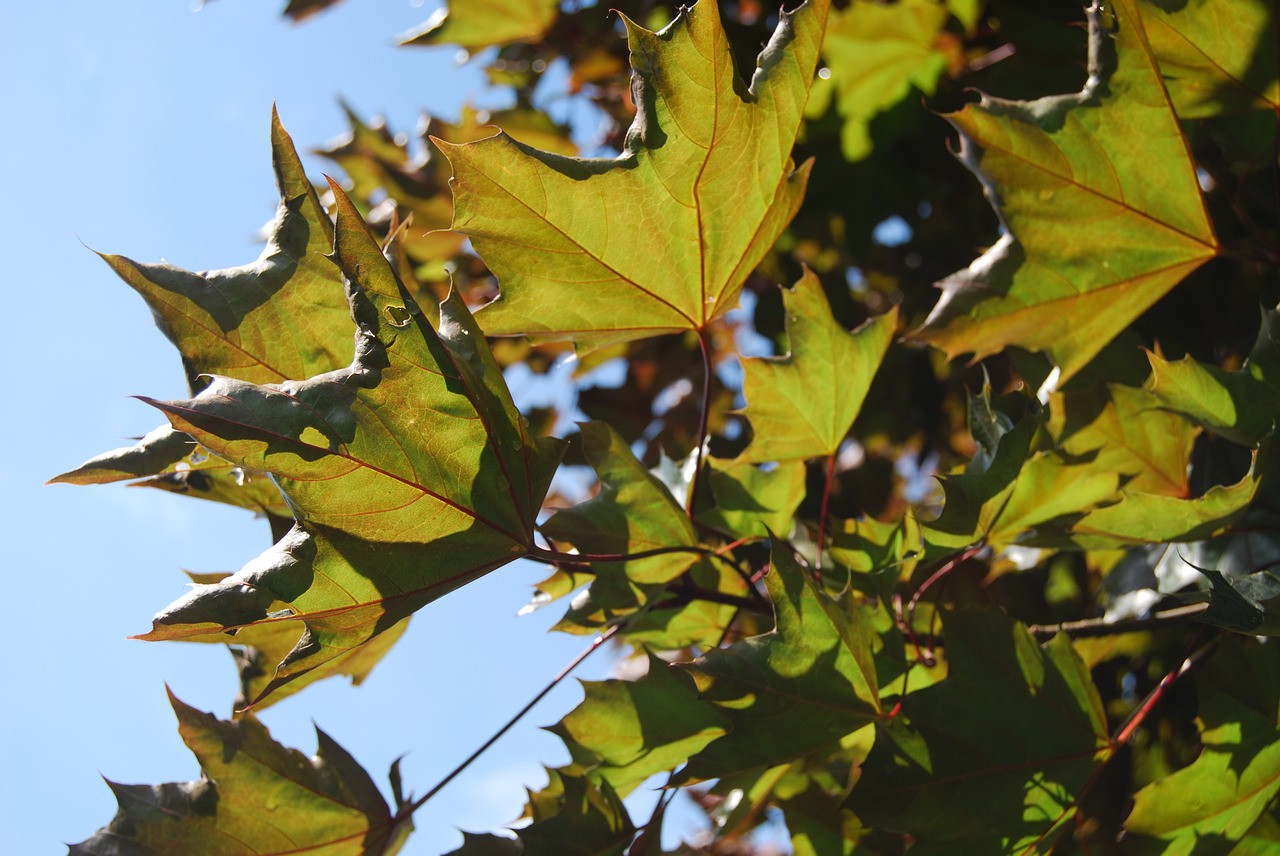 leaf maple leaves free photo