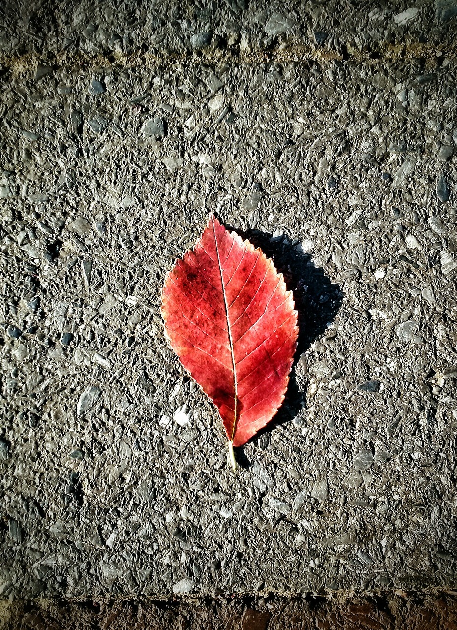 leaf concrete red free photo