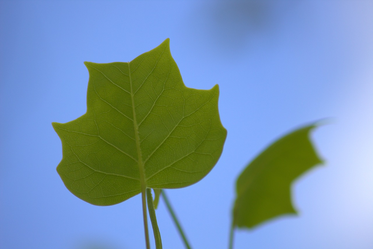 leaf frisch spring free photo