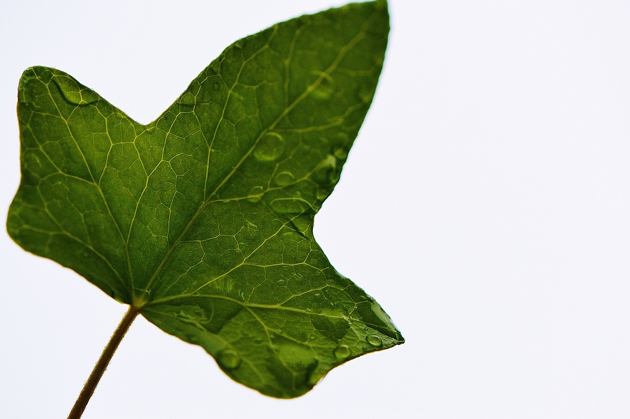 leaf ivy plant free photo