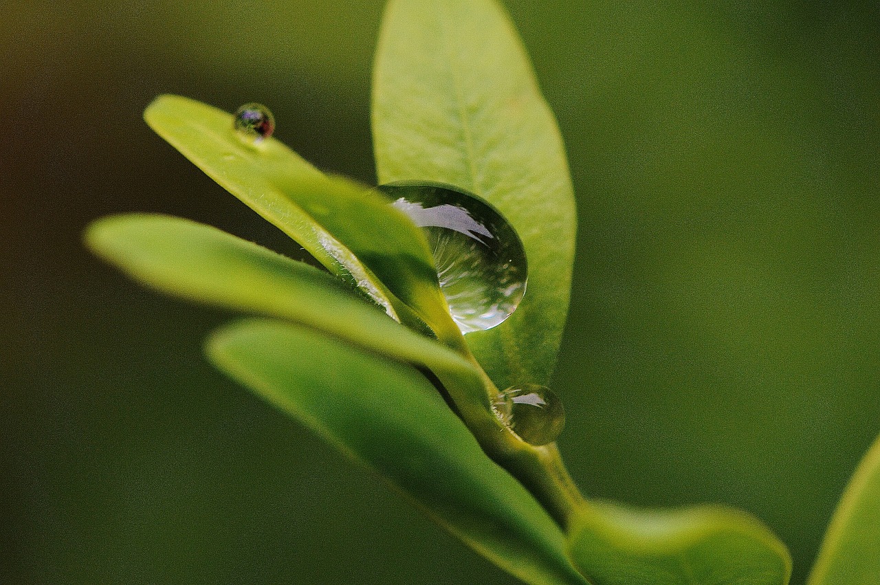 leaf hookah rain free photo