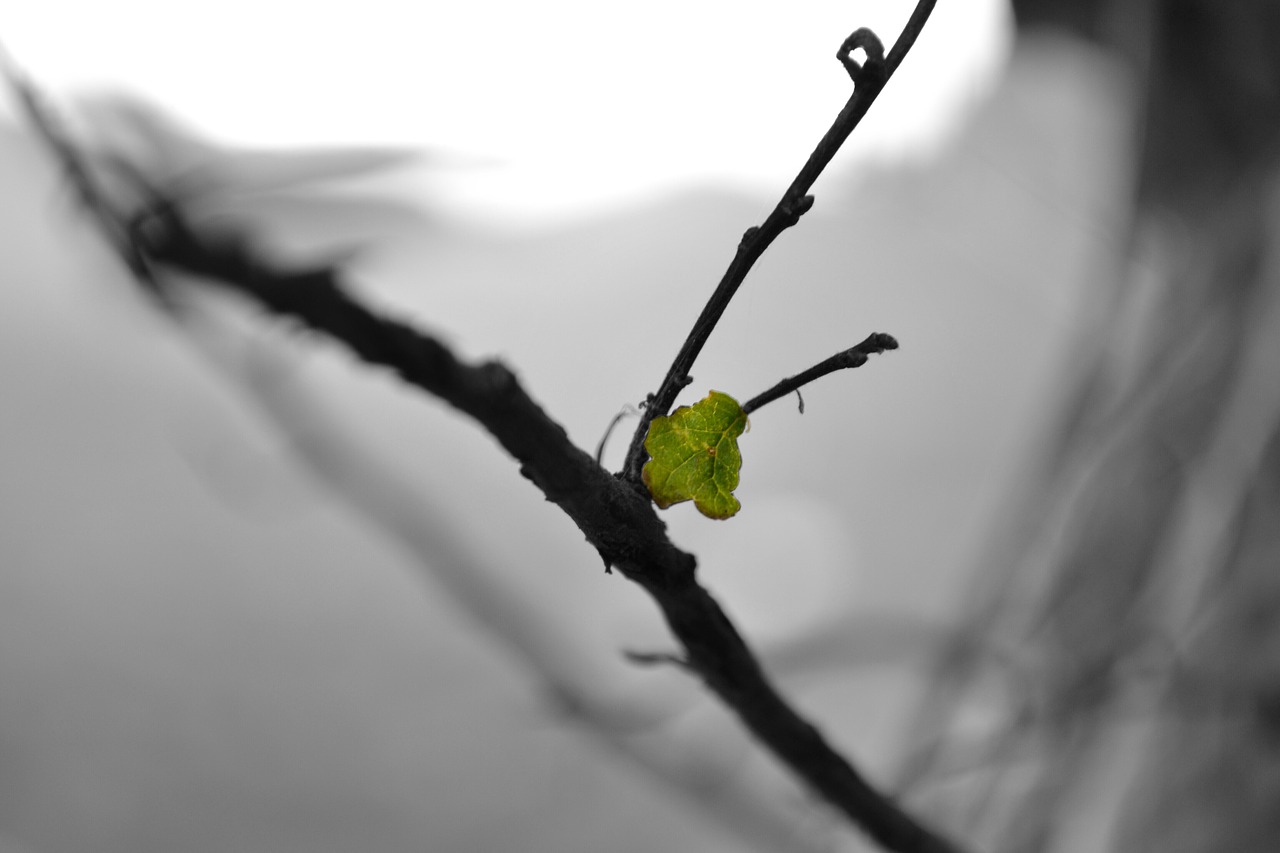 leaf branch bw free photo