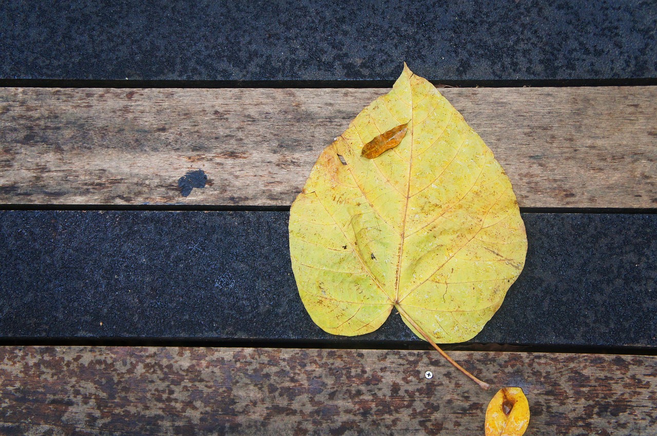 leaf wood yellow free photo