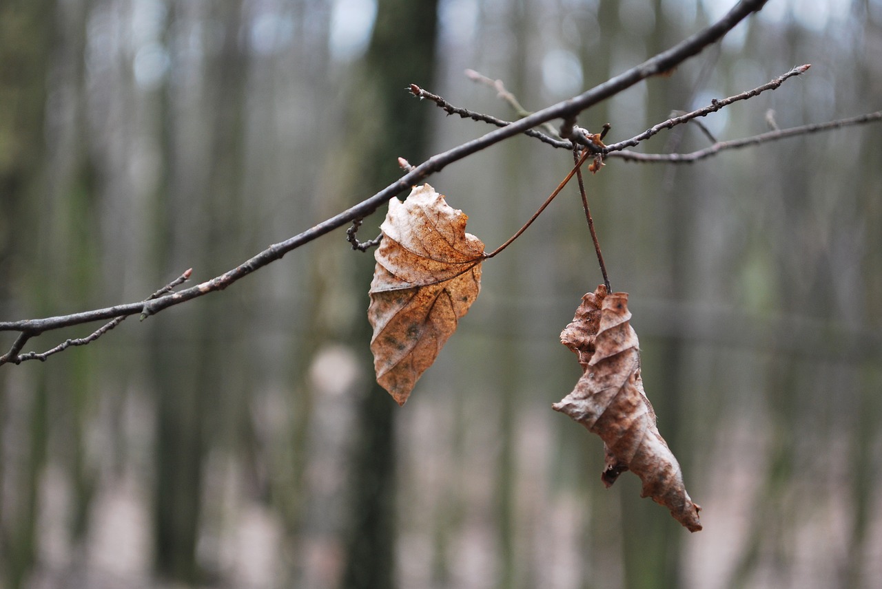 leaf autumn gray free photo