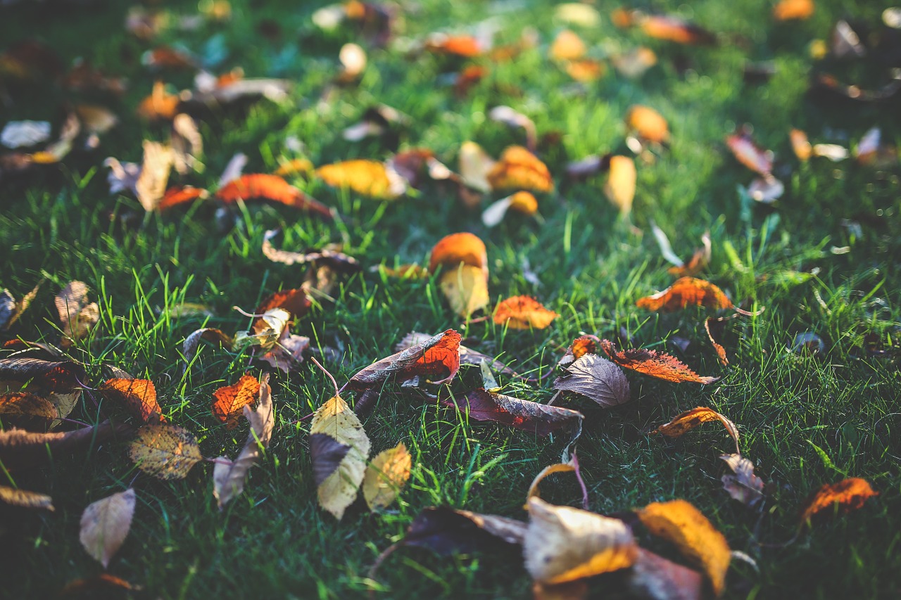 leaf leaves colorful free photo