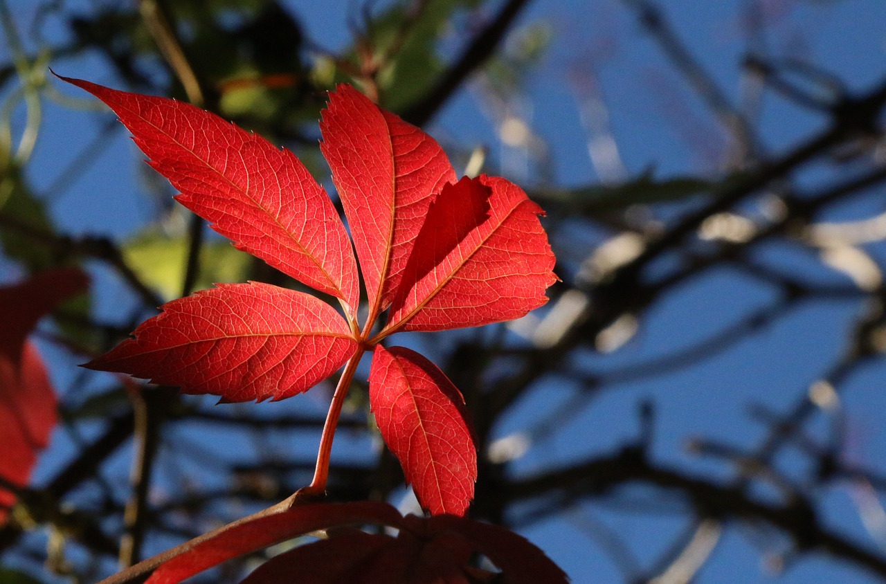 leaf autumn mood red free photo