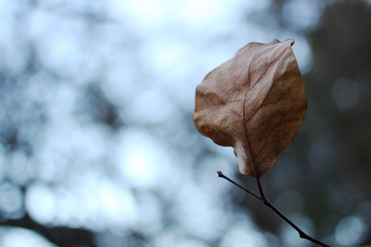 leaf grey overcast free photo