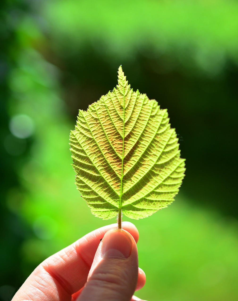 leaf back light close free photo