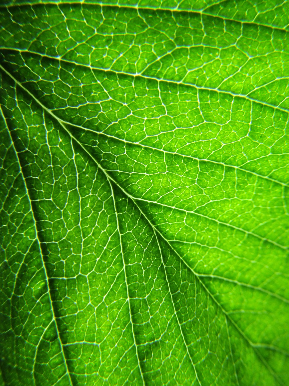 leaf plant leaves free photo