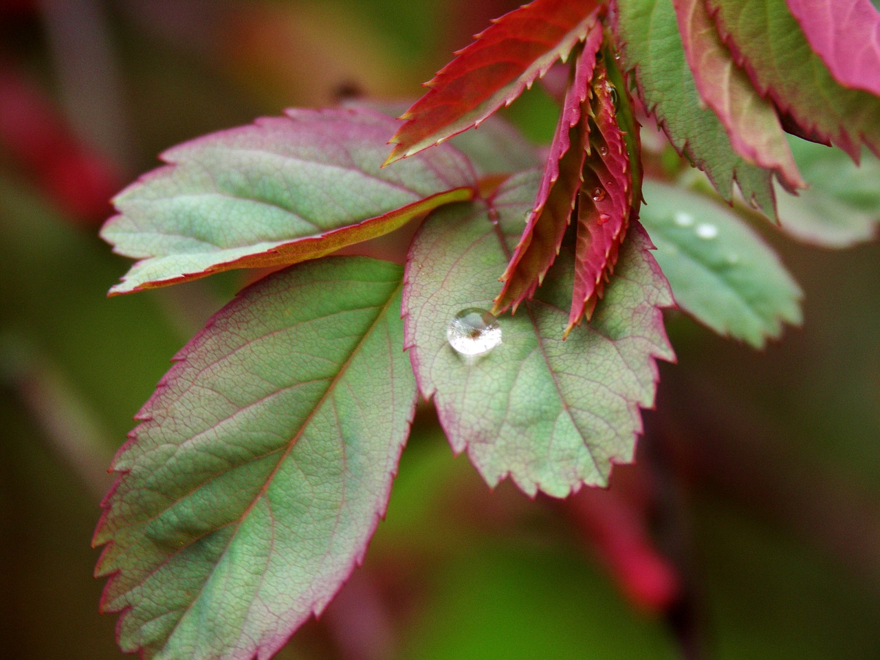 leaf raindrop nature free photo