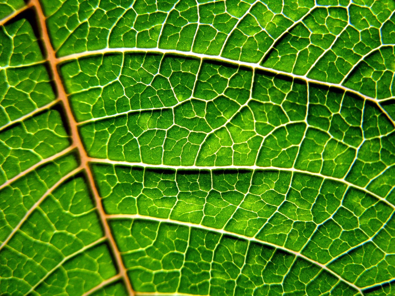 leaf nature green free photo