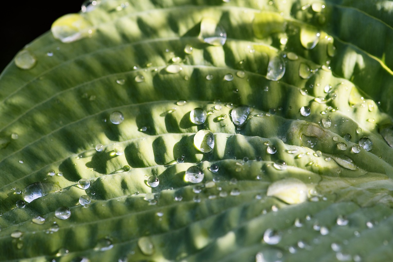 leaf drop of water drip free photo