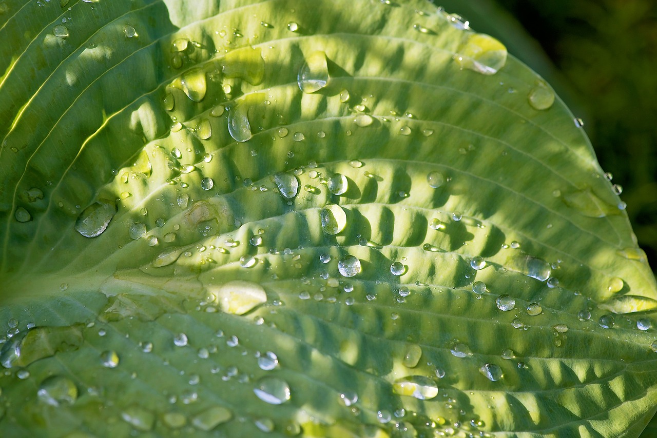 leaf green plant free photo