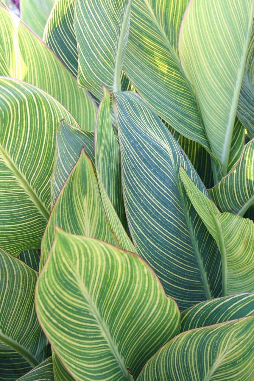 leaf tropical plant free photo