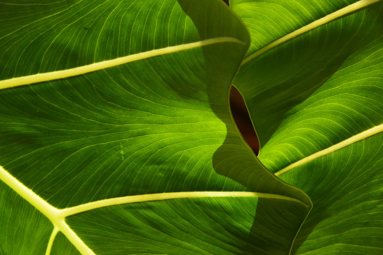 leaf leaves tropical free photo
