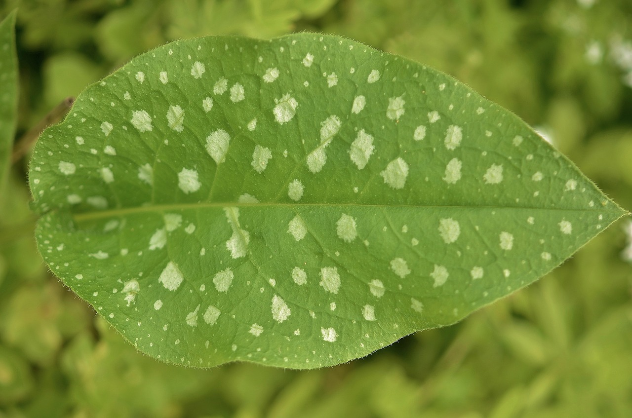 leaf garden natural free photo