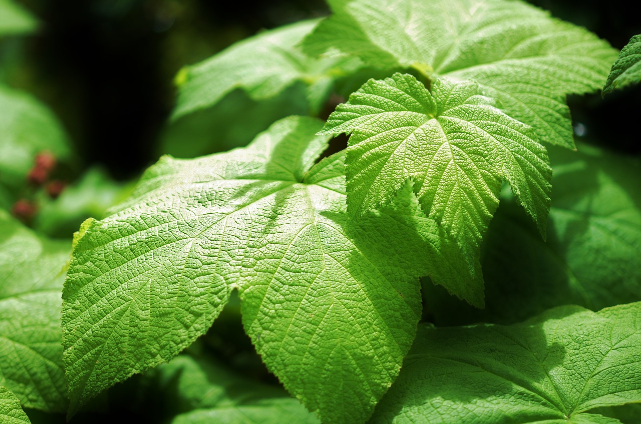 leaf green nature free photo