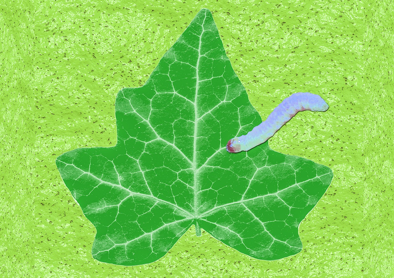 leaf worm slick free photo