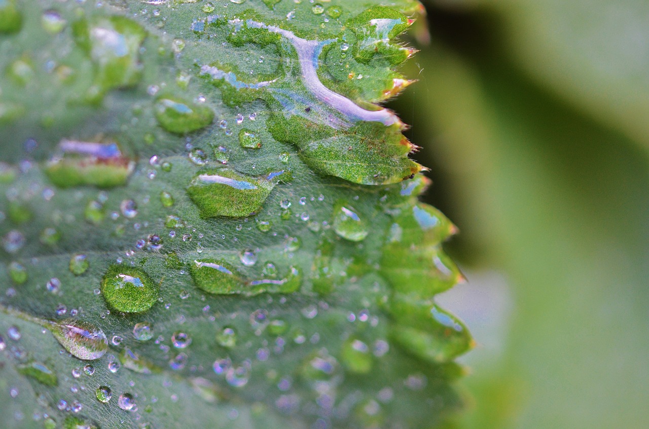 leaf water nature free photo