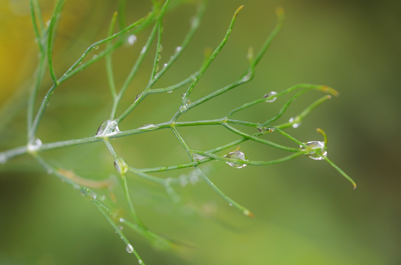 leaf water nature free photo