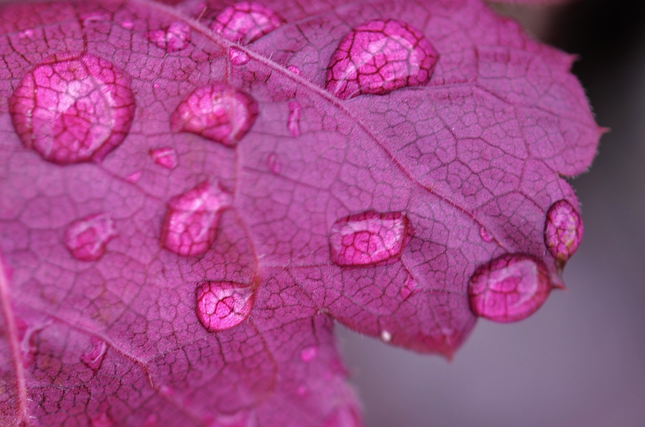 leaf water nature free photo