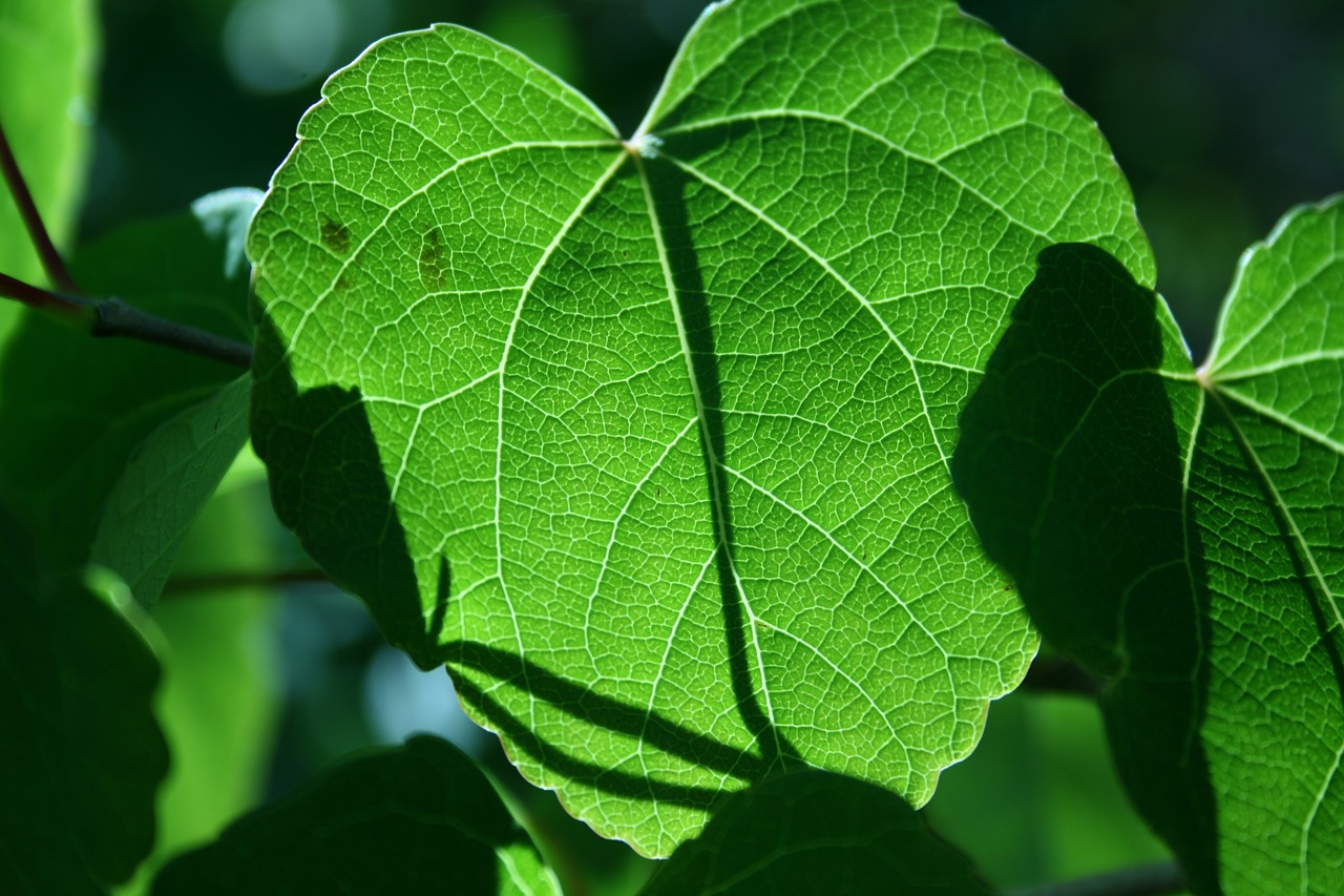 leaf back light summer free photo